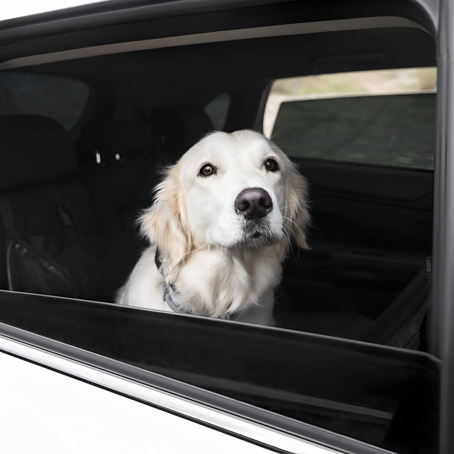 Golden retriever calmly looking out from the back seat