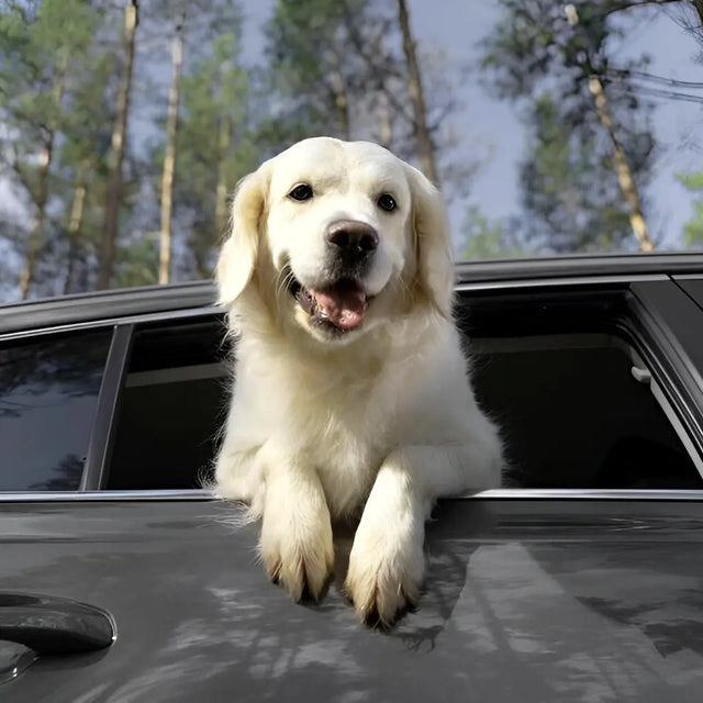 Golden retriever enjoying a scenic ride with head out the window on a forest road