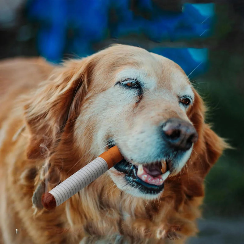 Golden Retriever holding a dog-safe cigar chew toy in its mouth outdoors.