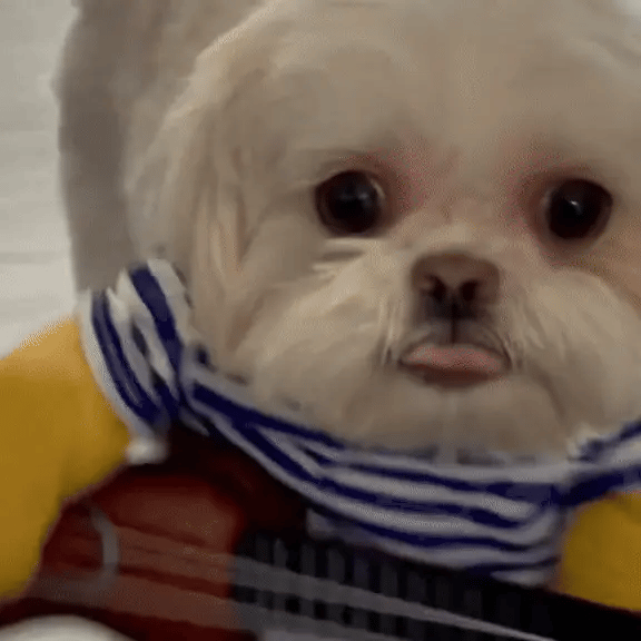 Small white dog with guitar costume walking forward as if playing the guitar