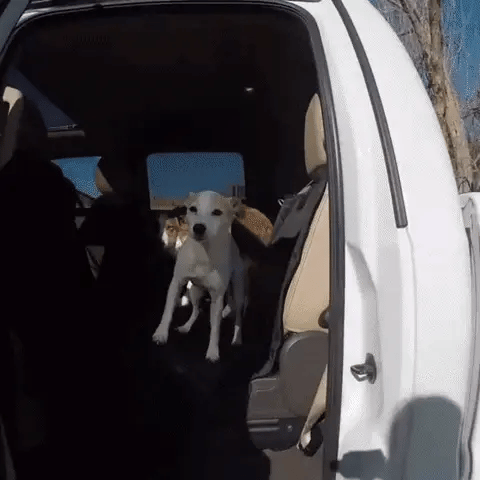 Two dogs walking on waterproof dog car hammock in rear car area