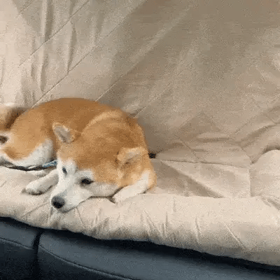 Relaxed dog enjoying soft car seat protector cushion