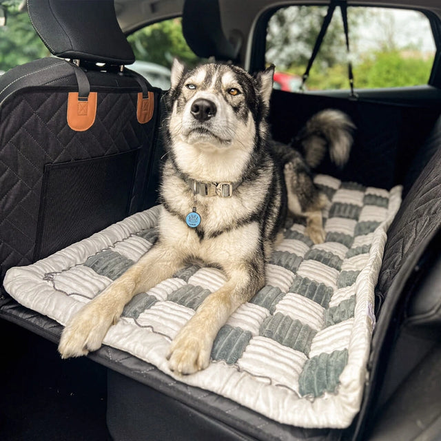 Siberian husky on back seat dog seat cover – comfy car travel in the UK