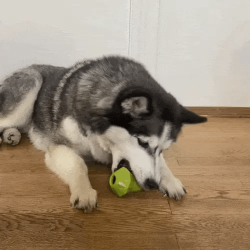 husky flipping a dog toy to hide treats until a treat falls free