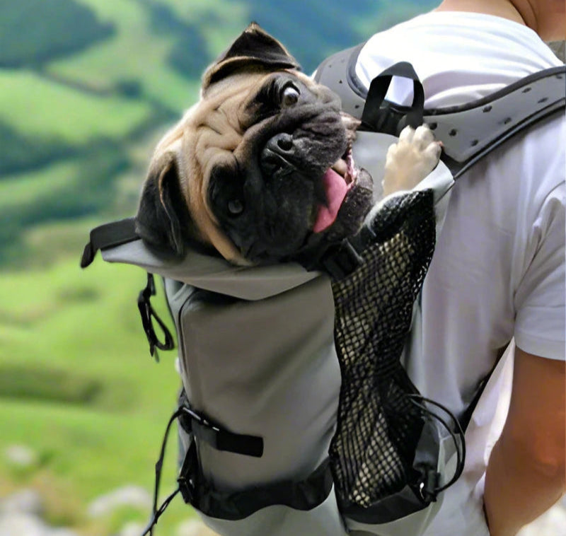 pug relaxing in a dog carrier backpack for hiking on a grey backpack with a mountain view