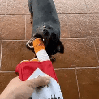 Dog playing tug-of-war with a plush cigarette pack toy held by its owner on a tiled floor.
