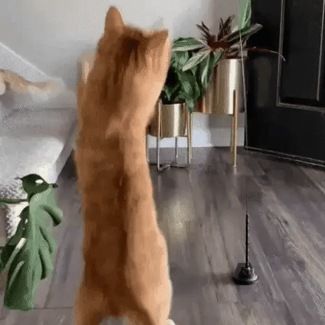 Ginger cat standing tall and playing with a bird toy for cats on a floor stand