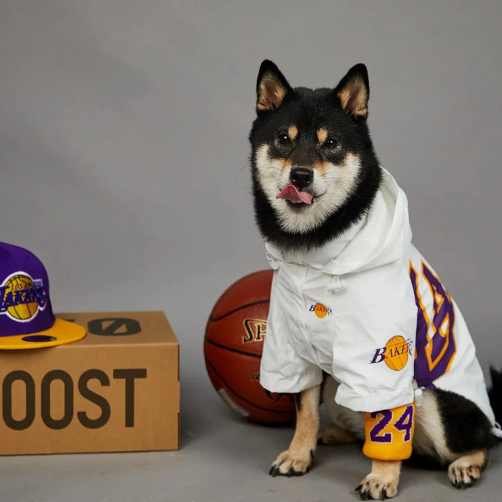 Shiba inu wearing lakers dog zip jacket in white beside a ball and cap