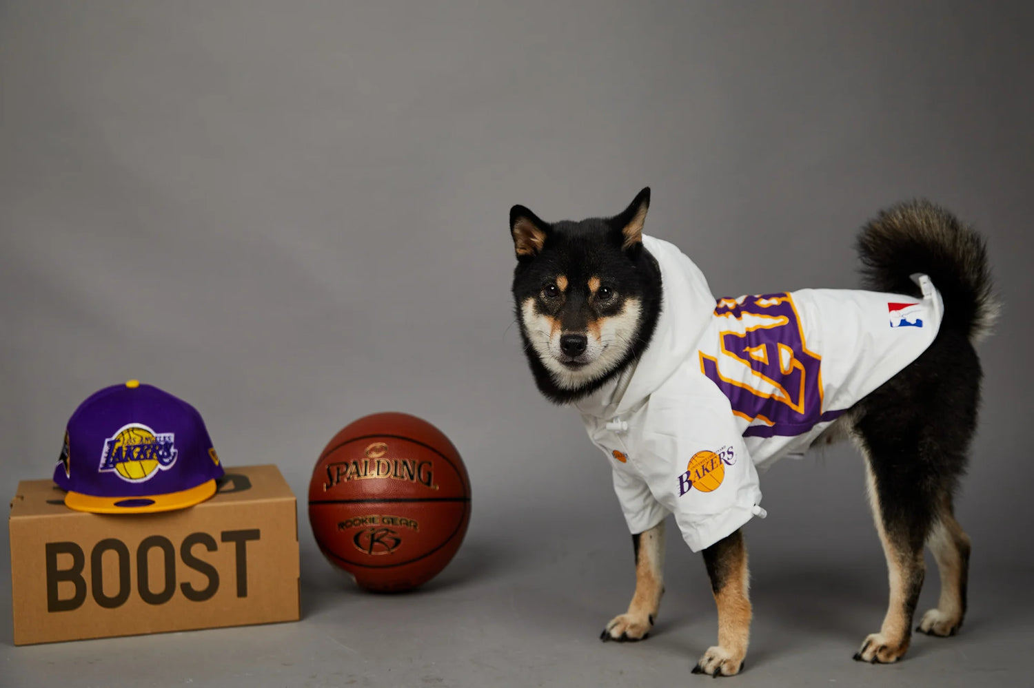 Shiba Inu wearing a Lakers dog jacket with basketball gear, perfect for pet owners who love NBA-themed dog clothing.