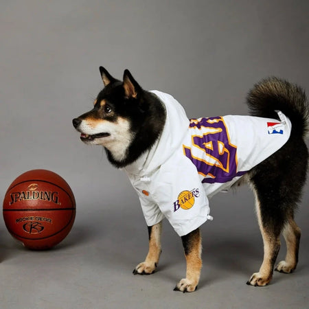 Shiba inu wearing lakers dog apparel in white beside a ball on gray backdrop