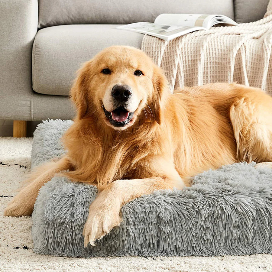 golden retriever relaxing on a grey dog bed mattress in front of a sofa