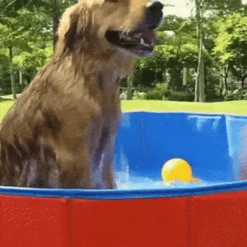 Golden retriever cooling off in a large dog swimming pool while a person splashes water by hand