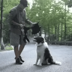no pull tactical dog harness being placed on a dog