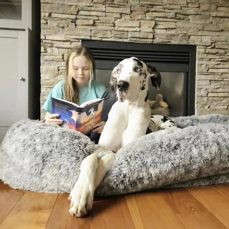 Great Dane lounging in a large fluffy human dog bed, enjoying cozy time while a child reads nearby by the fireplace.