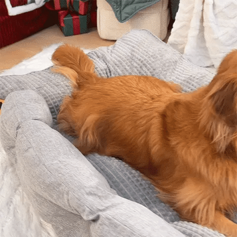 large dog pillow bed supporting a golden retriever in a home setting
