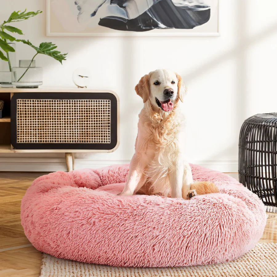 A golden retriever sitting happily on a pink big round dog bed at home