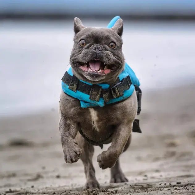 Dog life jacket for small dogs on a french bulldog running on the beach