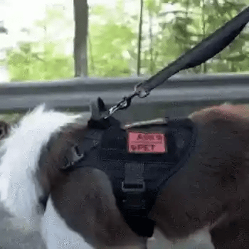 tactical military dog harness used while a dog walks comfortably