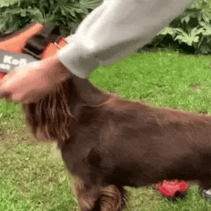 brown dog being fitted with a personalized dog harness for small dogs on grass