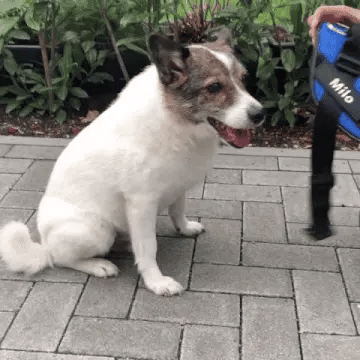 personalized dog harness designed for a comfortable and easy fit