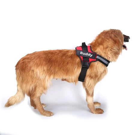 Golden retriever wearing a red personalized reflective dog harness, perfect for safety and comfort during walks.