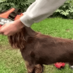 Dog getting fitted with a personalized reflective dog harness, designed for safety and comfort during outdoor activities.