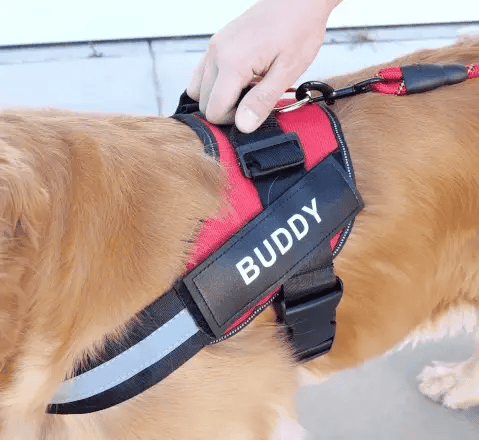 Golden retriever wearing a personalized reflective dog harness with handle, providing safety and control during walks.
