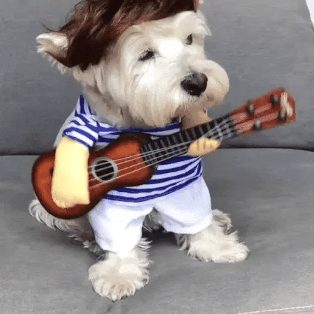 A white dog sits in a dog guitar costume and appears to strum whenever it moves