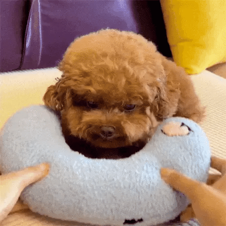 a small dog sitting with a blue u shaped cushion as a dog neck pillow