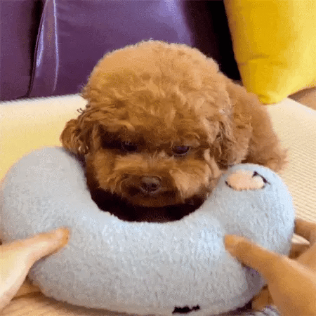 a small dog wearing a blue u shaped cushion as a pet dog pillow for lounging