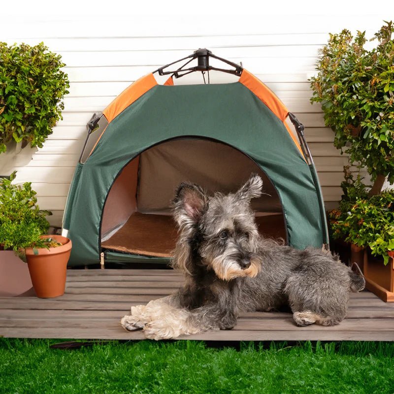 Small dog lounging in front of a pet tent outdoor with plants around it