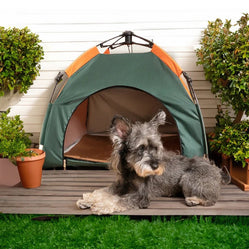 Small dog lounging in front of a pet tent outdoor with plants around it