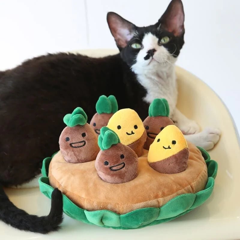 A black cat resting beside interactive burrow cat toy indoors