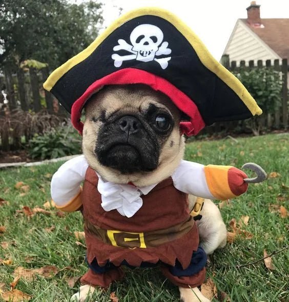 Pug dressed as a pirate in a fun dog costume, featuring a skull hat and hook arm. Perfect for Halloween or themed parties.