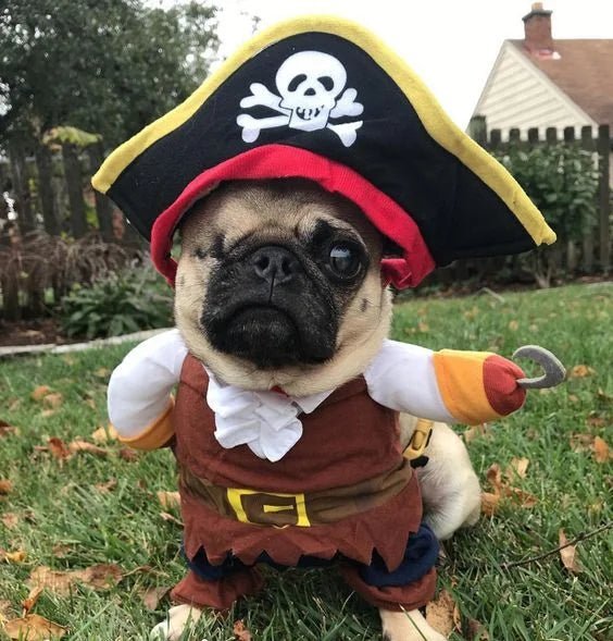 Pet pirate costume on a pug sitting on grass outdoors