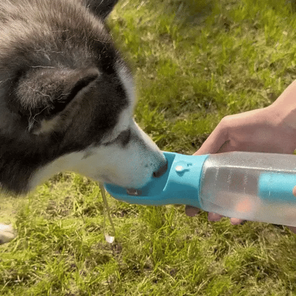 A dog takes a drink from a travel water bottle for dog with a built-in cup outdoors
