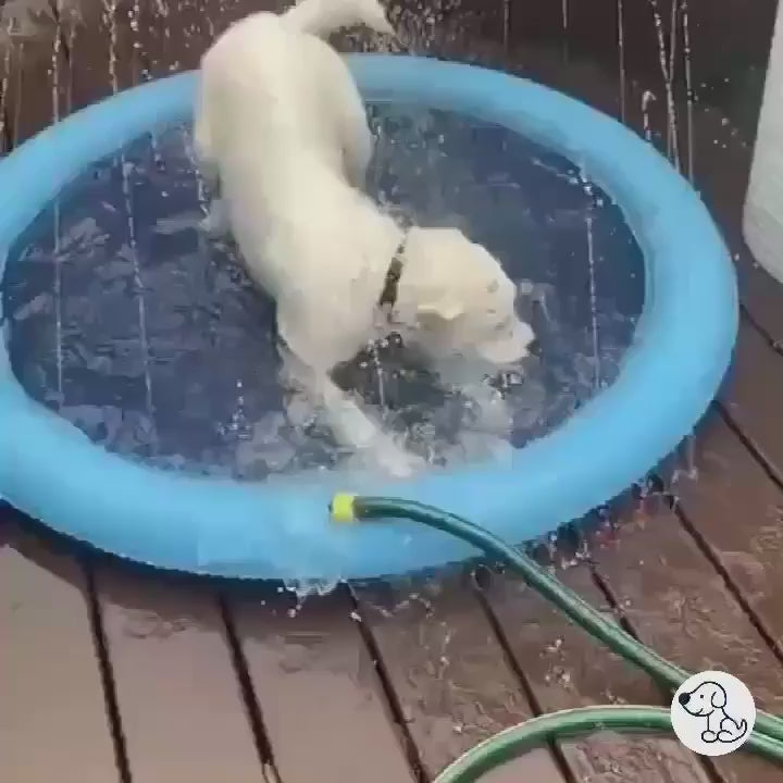 Fun video of a dog playing on a splash pad, enjoying water play and summer fun in the backyard.