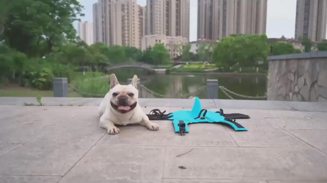 Playful dog wearing a shark-themed life jacket, showcasing fun and safety for water adventures.