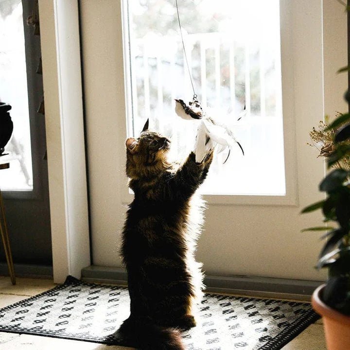 A cat standing on hind legs playing with a cat toy that flies like a bird by the window indoors