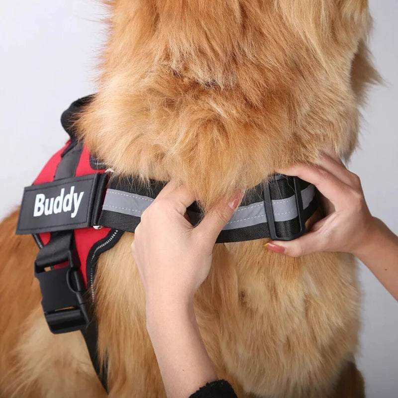 Hands adjusting straps on custom harness for dogs on a golden retriever