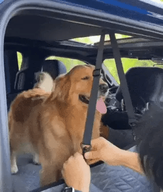 golden retriever lying on waterproof car seat hammock with hard bottom in singapore