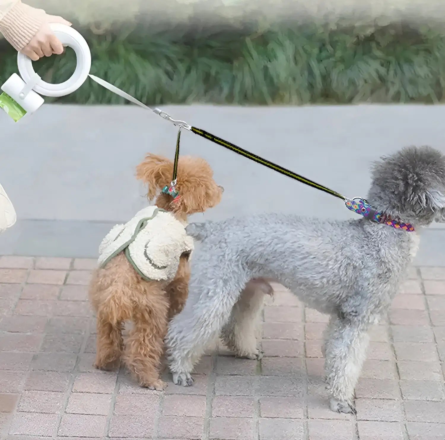 Person walking two dogs using a stylish retractable dog leash with bag holder