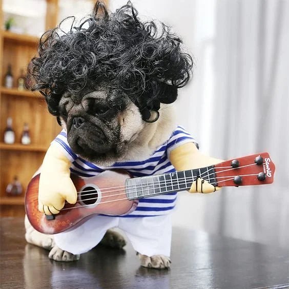 Pug wearing a rockstar dog costume with guitar and wig, perfect for Halloween or fun pet-themed events and photoshoots.