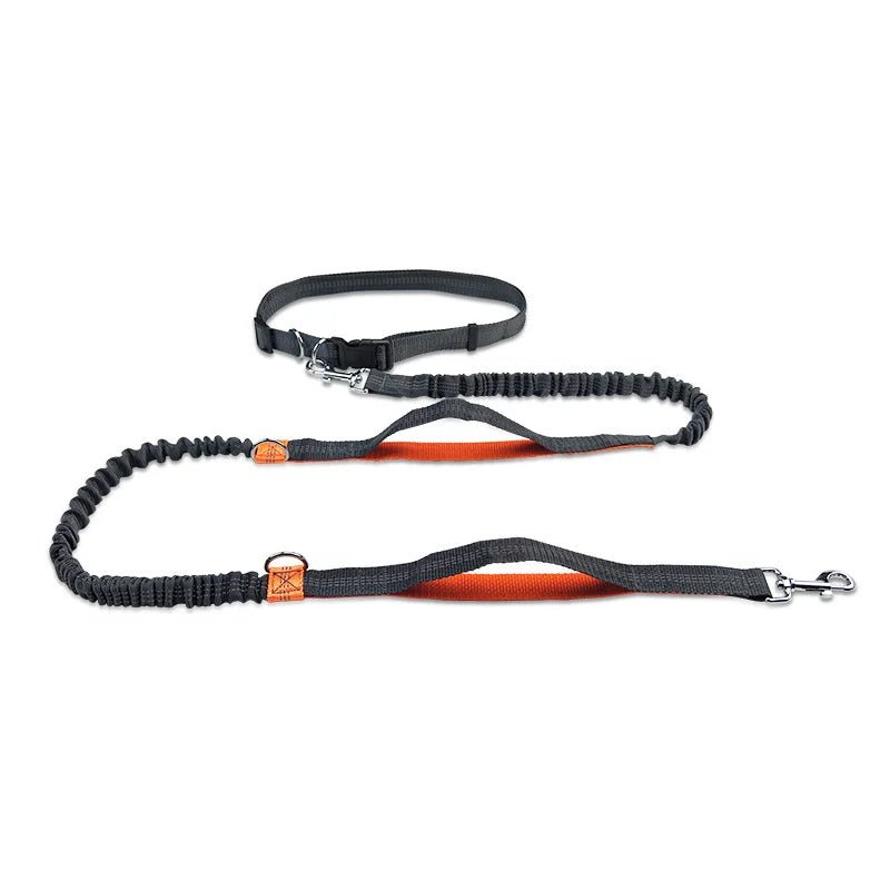 Running leash for dog with adjustable waist belt and dual bungee line on white background