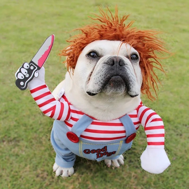 French Bulldog dressed in a Chucky-inspired Halloween costume, featuring red stripes, wig, and toy knife on green grass.