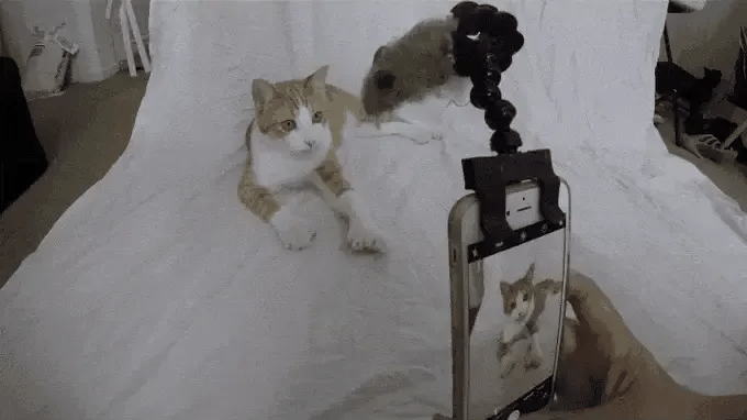 Cat reaching for a toy attached to a cat selfie stick while a phone records