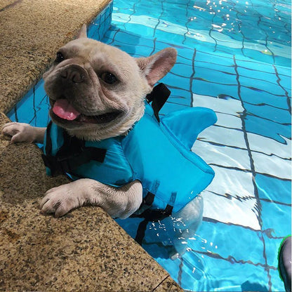 French Bulldog wearing a blue shark fin dog life jacket, enjoying a swim in the pool with safety and style.