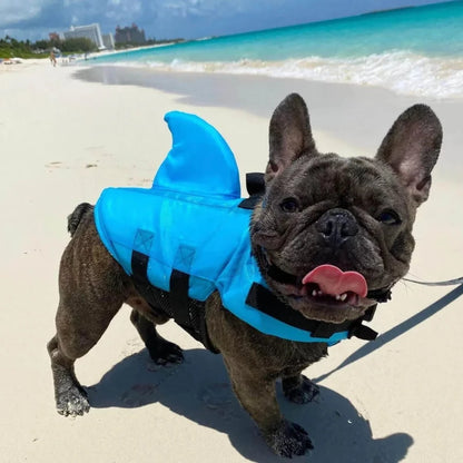 French Bulldog wearing a blue shark fin dog life jacket, enjoying a day at the beach with safety and comfort.