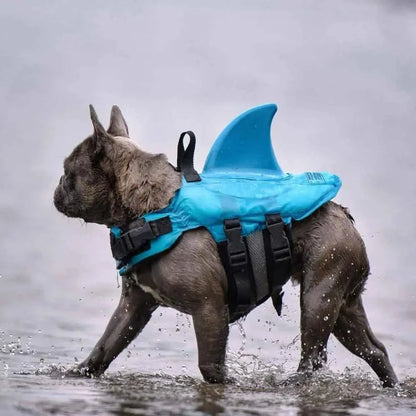 French Bulldog wearing a blue shark fin life jacket walking through shallow water for a safe and fun swimming adventure.