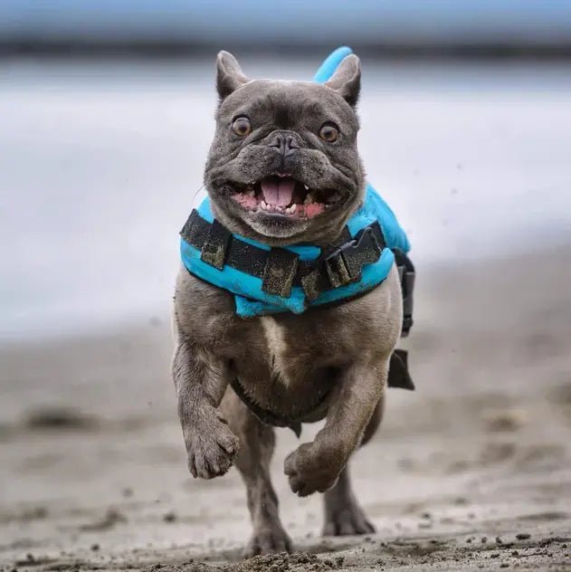 Excited French Bulldog running on the beach while wearing a blue shark fin life jacket for safe water fun and adventure.